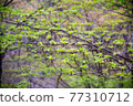 Fresh green season 77310712