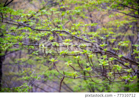 Fresh green season 77310712