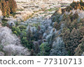 Misato Plum Grove where plum blossoms bloom ① (Orton effect) 77310713