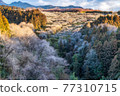 Misato Plum Grove where plum blossoms bloom ① 77310715