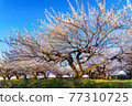Blue sky and plum blossoms 77310725