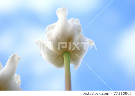 White neat tulips 77310965