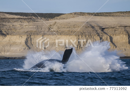 Whale Patagonia Argentina 77311092
