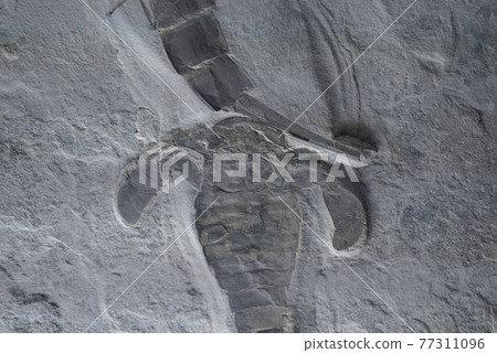 Cambrian paleontological fossils Cambrian paleontological fossils 77311096