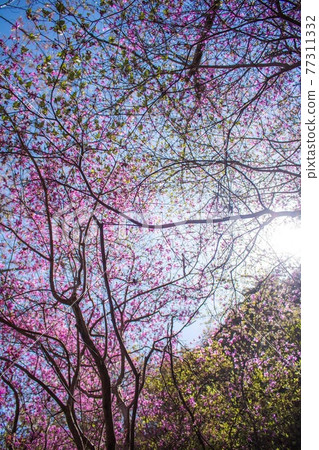 A mountain azalea in full bloom on the approach to the shrine 77311332