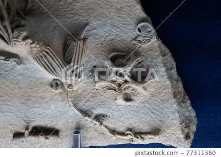 海百合化石 77311360