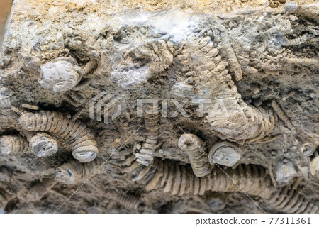 海百合化石 77311361