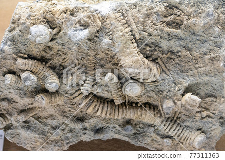 Crinoid fossil - Stock Photo [77311363] - PIXTA