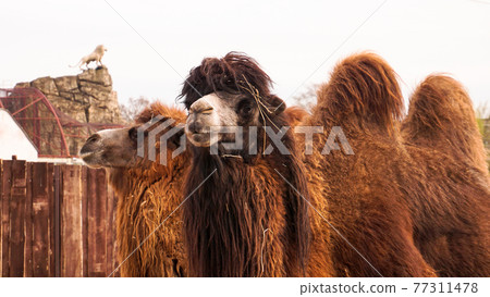 Close up photo of two camels heads. Animals in the zoo Close up photo of two camels heads. Animals in the zoo 77311478