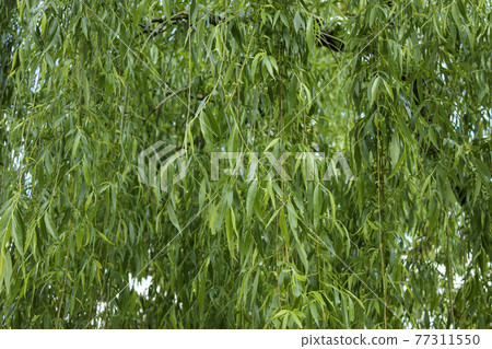 Willow leaf background Willow leaf background 77311550