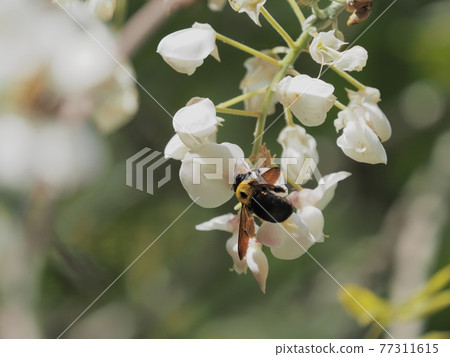 木蜂造訪白紫藤 77311615