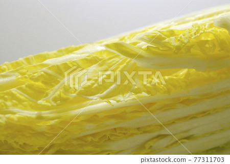 Cabbage Cabbage 77311703