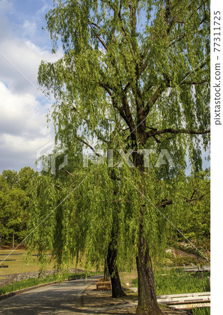 Willow tree in the park 77311725