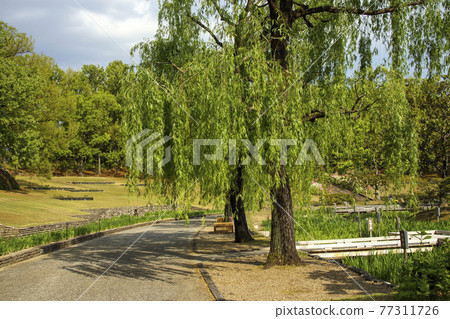 柳樹在公園 77311726