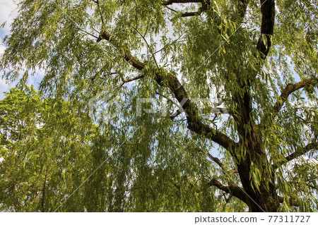 柳樹在公園 柳樹在公園 77311727