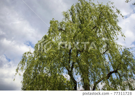 Willow tree in the park Willow tree in the park 77311728