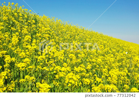 強姦在河上開花 強姦在河上開花 77312042