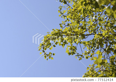 Lombardy poplar Lombardy poplar 77312414