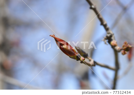 Norway maple Crimson King 77312434