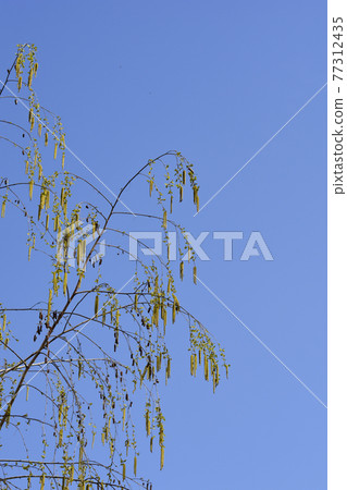 Common birch 77312435