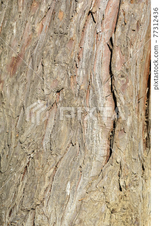 False cypress 77312436