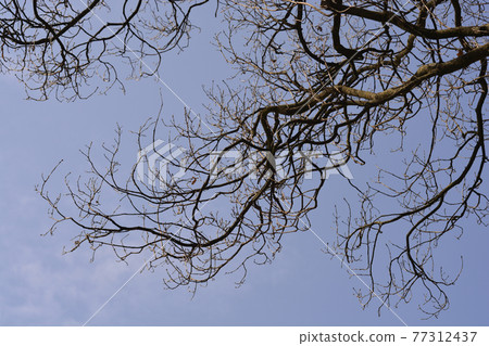 English oak 77312437