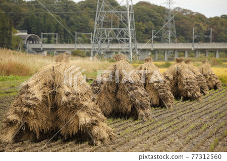 Dry the cut rice 77312560