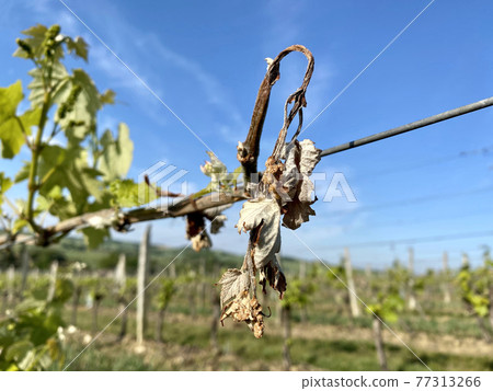 dried grape vine due to night frosts in France 77313266