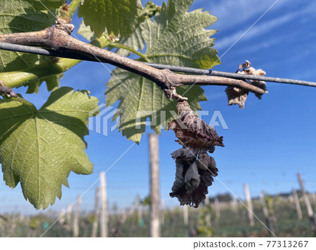 frozen grape vine due to cold night air temperatures in France 77313267