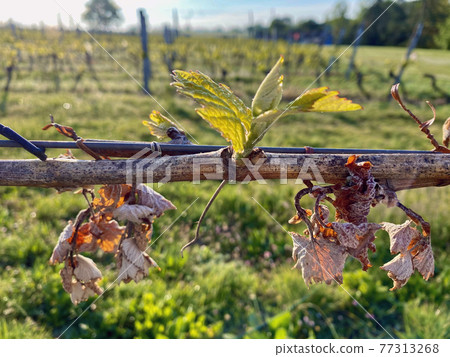 frozen grape leaves on vine due to frost in region Gers 77313268