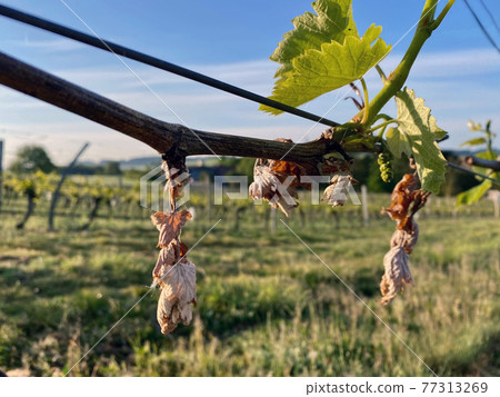 dried grape leaves due to spring frosts night in Gers 77313269