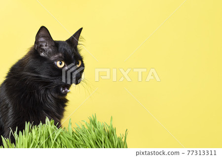 Funny fluffy black cat eating green grass isolated on yellow background. Pet banner with copy space 77313311