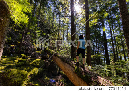 Adventurous Woman hiking on a fallen tree in a beautiful green rain forest Adventurous Woman hiking on a fallen tree in a beautiful green rain forest 77313424