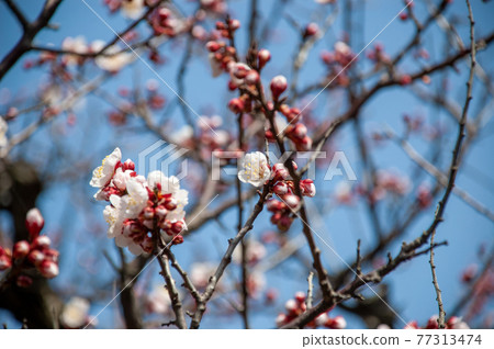 Plum blossom Plum blossom 77313474
