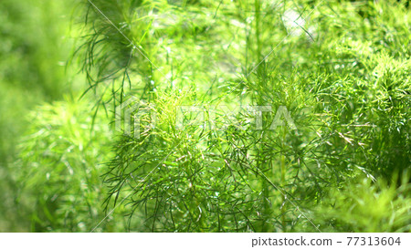 Dill herb plant home garden in morning sunlight Dill herb plant home garden in morning sunlight 77313604