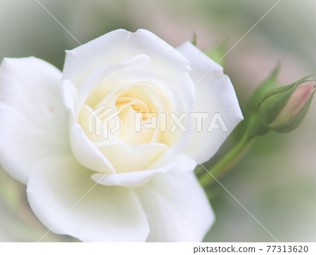 Soft white roses and spring 77313620