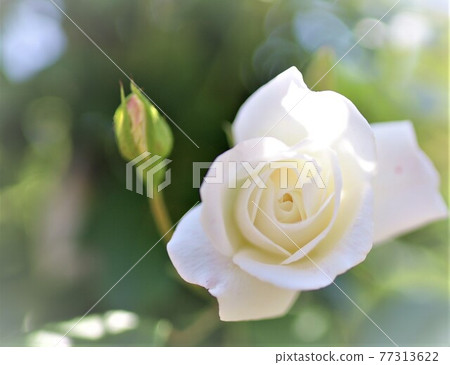 White roses and spring White roses and spring 77313622