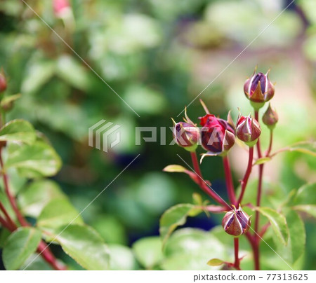 玫瑰花蕾 玫瑰花蕾 77313625