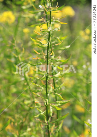 油菜花和種子 77314042