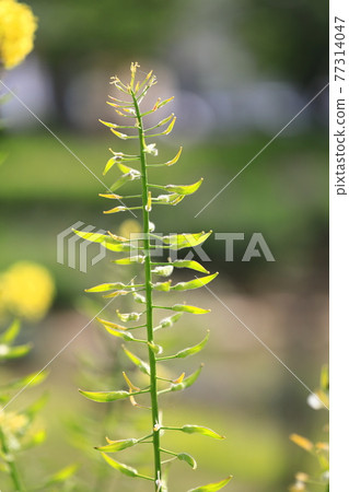 Rape flowers and seeds 77314047