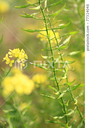 Rape flowers and seeds 77314048