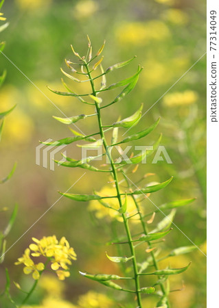 油菜花和種子 77314049