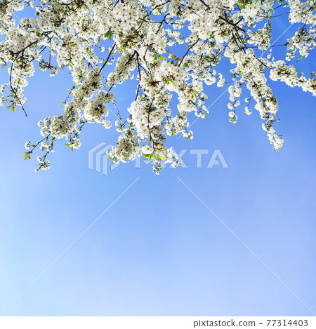 Spring flowers on fruit tree in garden, cherry blossom on blue sky background Spring flowers on fruit tree in garden, cherry blossom on blue sky background 77314403