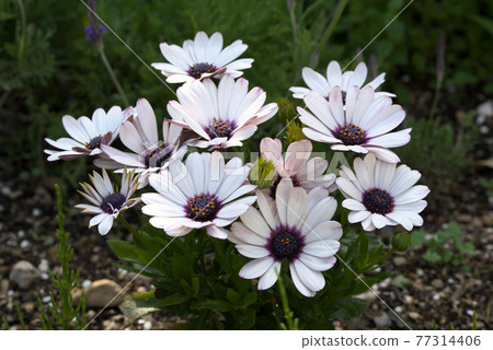 Osteospermum white 77314406