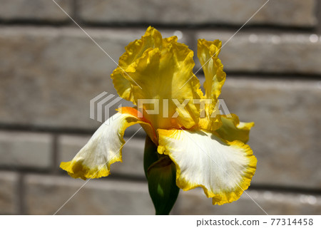German iris yellow to white German iris yellow to white 77314458