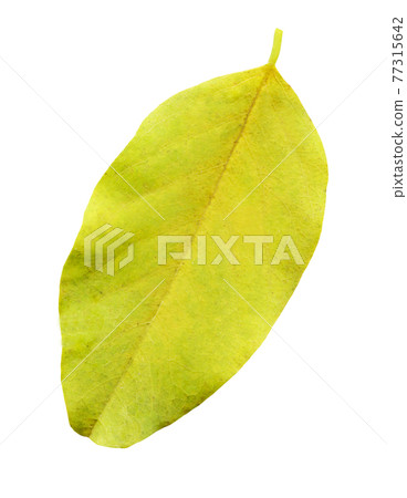 Blueberry leaves isolated white background 77315642