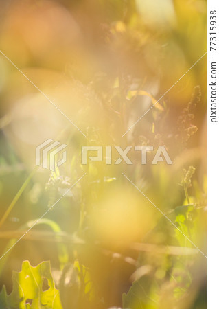 Yellow orange natural bokeh. Yellow and red trees fall bokeh background. Yellow orange natural bokeh. Yellow and red trees fall bokeh background. 77315938
