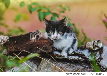 Cat playing in garden Cat playing in garden 77316047