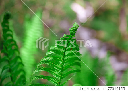 Fresh green fern leafs in spring time, close up 77316155