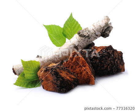 Chaga mushroom isolated on white backgrounds. Chaga mushroom isolated on white backgrounds. 77316320